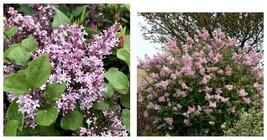 Reblooming Lilac - Syringa &#39;josee&#39; - Fragrant - Plant -APPROX 6-8 Inch -DORMANT - £28.68 GBP