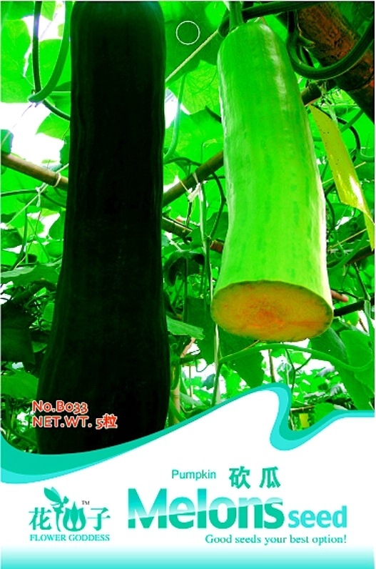 Varietal Pumpkin Seeds With Large Plant Conglutinin Herb Vegetables Cutt... - $2.96