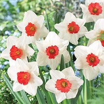 “ 100 PCS Narcissus Flower Balcony Plants Seeds - White and Rose Red Centre Flow - £11.92 GBP