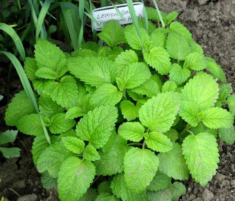 KS Lemon Balm Herb Organic Non Gmo Planting 150 Seeds  - $174.05 MXN