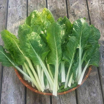 250 Swiss Chard Seeds - Fordhook Giant Non-Gmo / Heirloom Fresh From US - £7.49 GBP