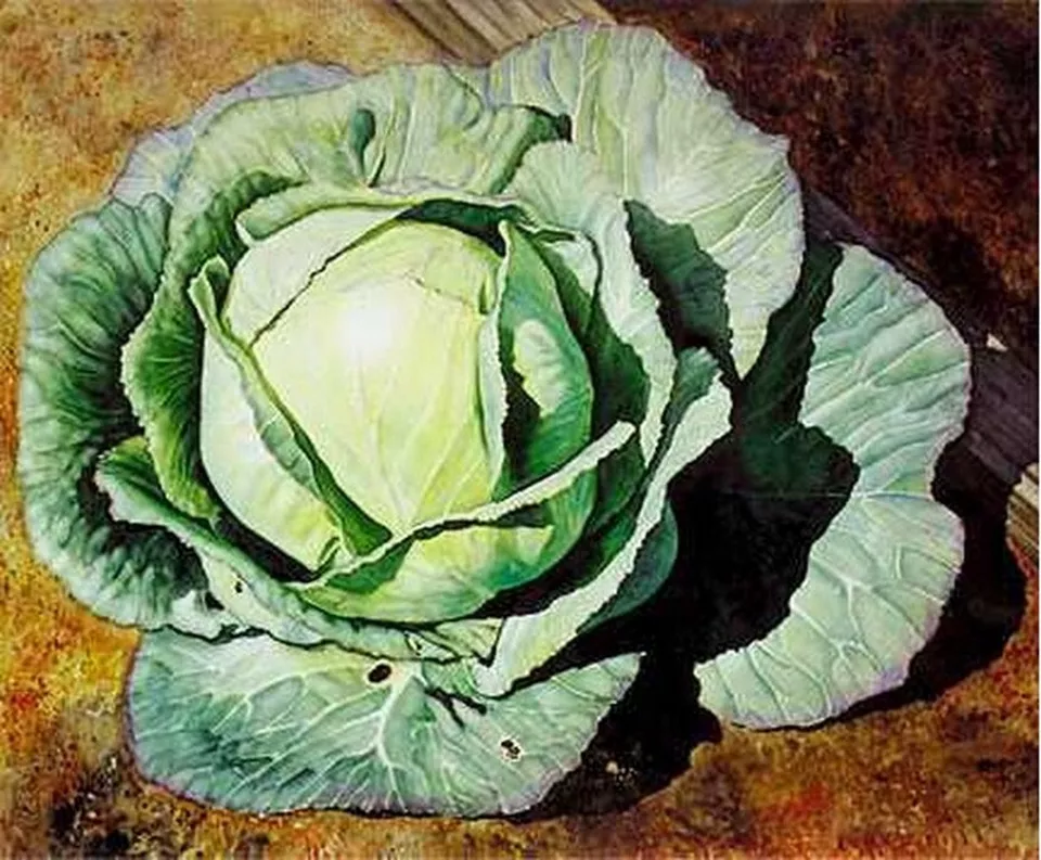 Cabbage- Early Jersey- 200 Seeds Easy to Grow Vegetable Plants USA Shipping - £6.42 GBP