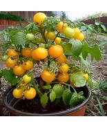 New Fresh Seeds Strongboy Yellow Micro Dwarf Tomato - $3.94