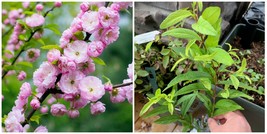 Pink Flowering Almond Shrub - 6-12&quot; Tall Live Plant, 4&quot; Pot, Prunus triloba - H0 - £76.06 GBP