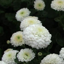 200 Snow White Chrysanthemum Mums Flowers Seeds Garden Planting - £10.81 GBP