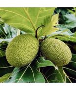 Live Breadfruit (Artocarpus altilis) tropical live fruit tree 12”-24” - $59.98