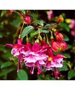50pcs/bag Fuchsia Seeds Potted Flowers seeds,bonsai seeds.#4516 - $5.65