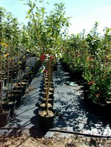 Hopa Fruiting Crabapple Fruit Tree 4&#39;-6&#39; Ft Trees Plants Plant Crabapples - $140.60
