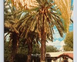 King Solomon Tree Date Palm Coachella Valley California CA Chrome Postca... - £3.07 GBP