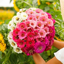 100+ Show Stopper Mix Zinnia Seeds - $9.00