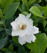 Great Fragrance - Frost Proof Gardenia Live Plant - Evergreen 5 to 7&quot; tall - £24.77 GBP