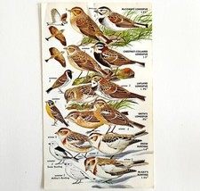 Longspur And Bunting Varieties And Types 1966 Color Bird Art Print Natur... - $19.99