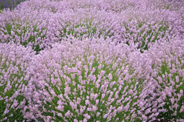 25 Lavender &#39;Ellagance Pink&#39; Seeds First Year Flowering Lavandula Angustifolia F - £9.42 GBP