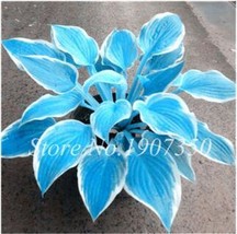 120 Hosta Seeds Perfect Color S Plantain Lily Flower Ground Cover Plant Type 20  - $7.11