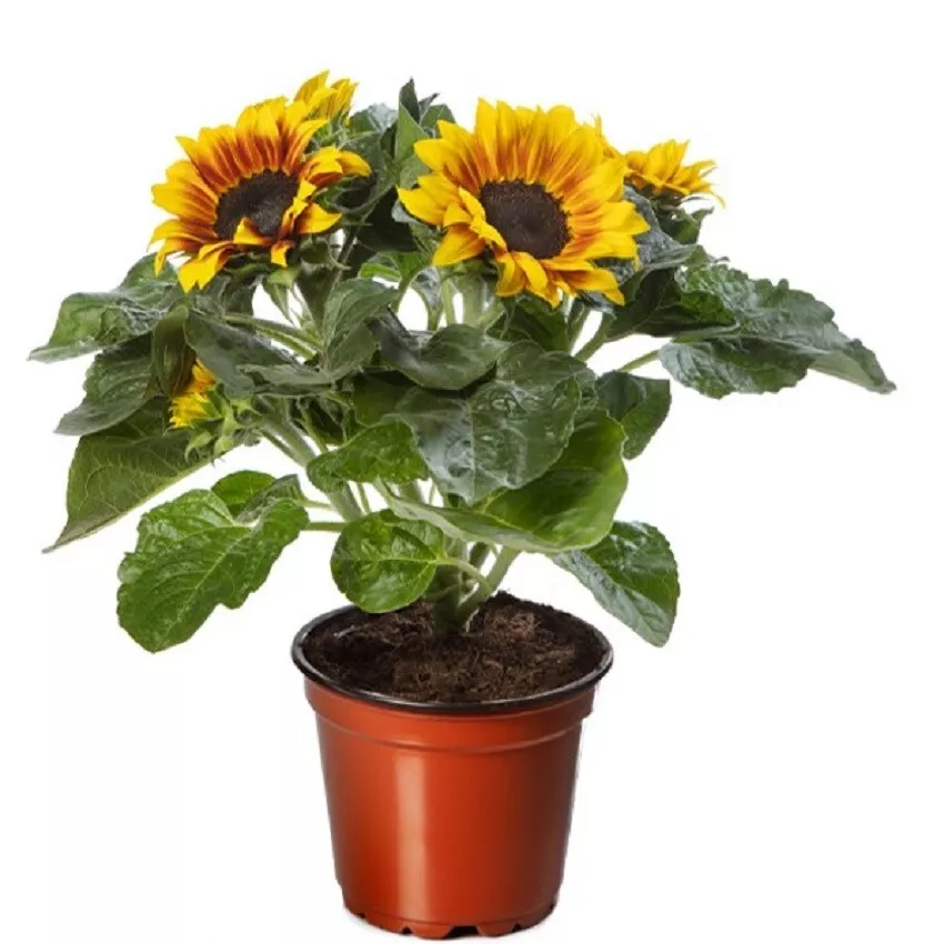 25 Flower Seeds Sunflower Seeds Helianthus Solsation Flame  - £14.89 GBP