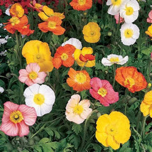 G_S Champagne Bubbles Hybrid Mix Poppy Seeds - $8.58