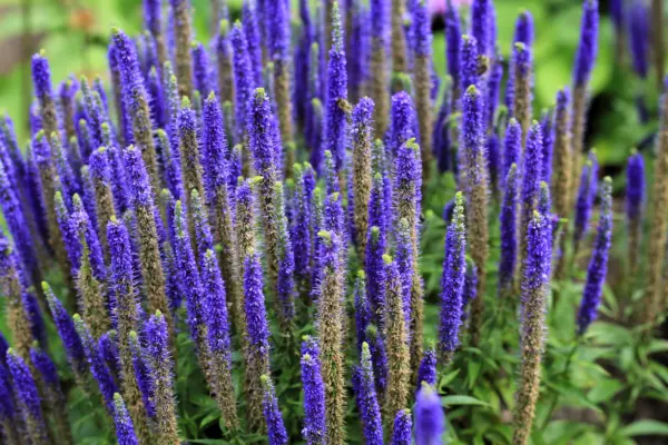 200 Blue Bouquet Veronica Spicata Spike Speedwell Herb Flower Seeds Fresh - £7.99 GBP