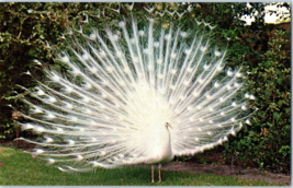 White Peacock at Sarasota Jungle Gardens in sarasota Florida Postcard - £17.03 GBP