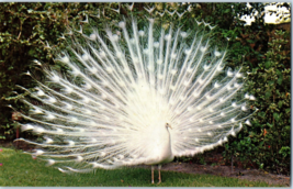 White Peacock at Sarasota Jungle Gardens in sarasota Florida Postcard - £16.22 GBP