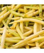 Golden Wax Bean Seeds 50 Ct Bush Yellow Bean Stringless Vegetable  From US - $13.98