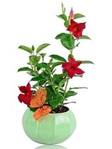 Mandevilla Sanderi Red - $10.59