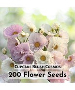 200 Seeds Cupcake Blush Cosmos Seeds Flower Plant - $229.58 MXN