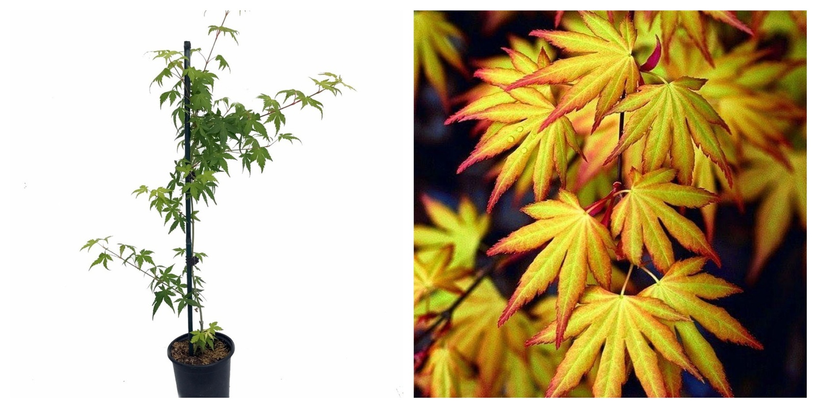 Katsura Japanese Maple, Quick Turn, Live Plant, Acer palatum, 4&quot; Pot - $38.99
