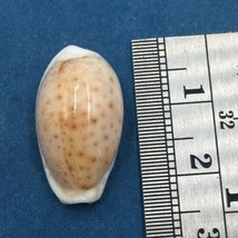 #21 21.6mm Cypraea (Naria) Boivinii Netted, Negros Island, Philippines - £3.09 GBP