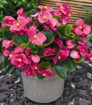 Begonia Wax Rose | Semperflorens Rose Flower | 50 Seeds - $10.99