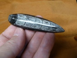 f369-15 LG Orthoceras marbilized fossil straight horn shell nautiloid ce... - $13.09