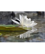 20 Seeds -European White Water Lily- -Aquatic -Ponds -Water Features - White Lot - $4.99