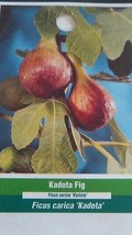 KADOTA FIG TREE 1-3 Ft. Live Plant Fruit Trees Healthy Figs Plants Home Garden - £112.93 GBP
