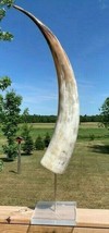 Polished Watusi Cow Horn on Metal Stand African Cattle Outer Horn Size: 35&quot; - £122.28 GBP