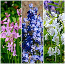 10 Mixed Wood Hyacinth English Woodland Spanish Bluebell Scilla Flower Seeds Fre - £12.22 GBP