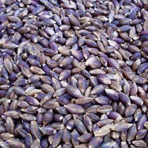 US Seller Grain Seeds Barley Purple Karma Vegetable Gardening Fast Shipping - £13.90 GBP