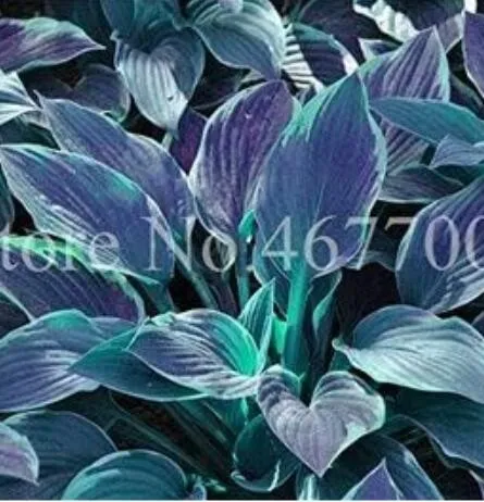 Hosta, Grayish White, Blue, Green with Purple 100 Seeds - £8.61 GBP