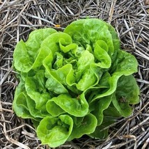 Tom Thumb Lettuce Seeds New Fresh Seeds - £3.21 GBP