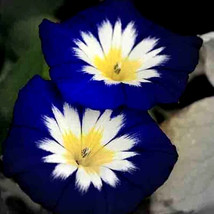 Lima Ja Morning Glory Hummingbird Mix Dwarf 25 Seeds, Beautiful Flowering Vine Tr - £3.12 GBP