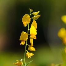 Sunn Hemp Seeds - 15 Crotalaria Juncea Seeds, Eco-Friendly Green Manure, Unique  - £5.21 GBP