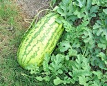 40 Seeds Jubilee Watermelon Seeds Heirloom Organic Vine 25-30Lbs Summer ... - £7.18 GBP