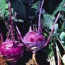 2000 Purple Vienna Kohlrabi Seeds Seeds Vegetable Seed Packets Gardening... - $13.25