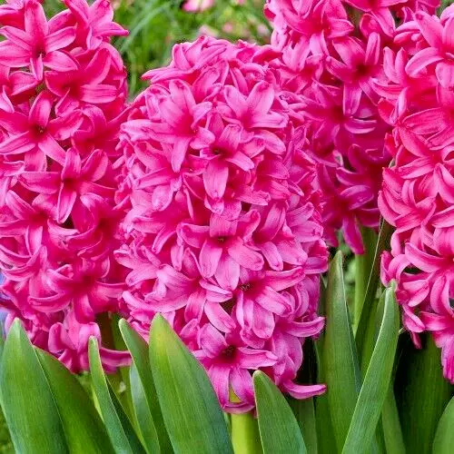 Hyacinth Fuschia Pink JAN BOS 3 Fresh Live Flower Plant Bulbs Fragrant R... - $27.00