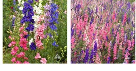 600 Seeds! Rocket Larkspur Delphinium IMPERIAL MIX Tall Wildflowers  - £21.15 GBP