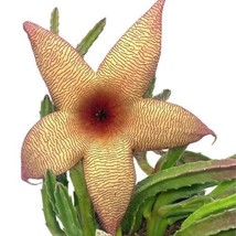 Stapelia gigantea, Giant Starfish Flower, Rare Huernia, Zulu Carrion, 4 inch pot - £21.96 GBP