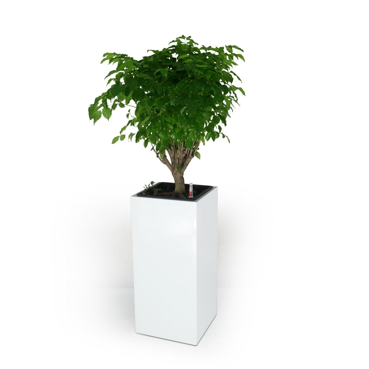Catleza 13" Self-Watering Square Planter Box - High - White - $179.14