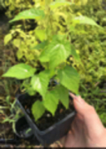 Mulberry ‘Trader’ (Morus nigra) 4” container - £63.78 GBP