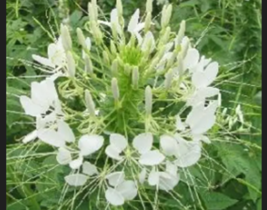 White Queen Cleome Flower 200 Seeds - £8.64 GBP