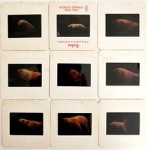 1990 Polar Bear Lot Of 9 Pcs 35mm Slides Zoo Bears Nature Animals E50H - $369.57 MXN
