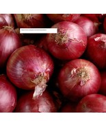 Red Creole Onion Seeds - Vegetable Seeds - BOGO - £0.77 GBP
