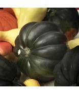 SEPT Burgess Buttercup Winter Squash Seeds Turban Squash - $5.88